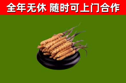 沁市回收散虫草