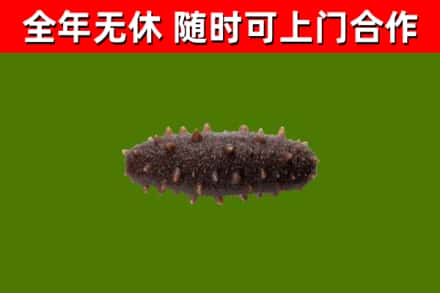 沁市回收海参干